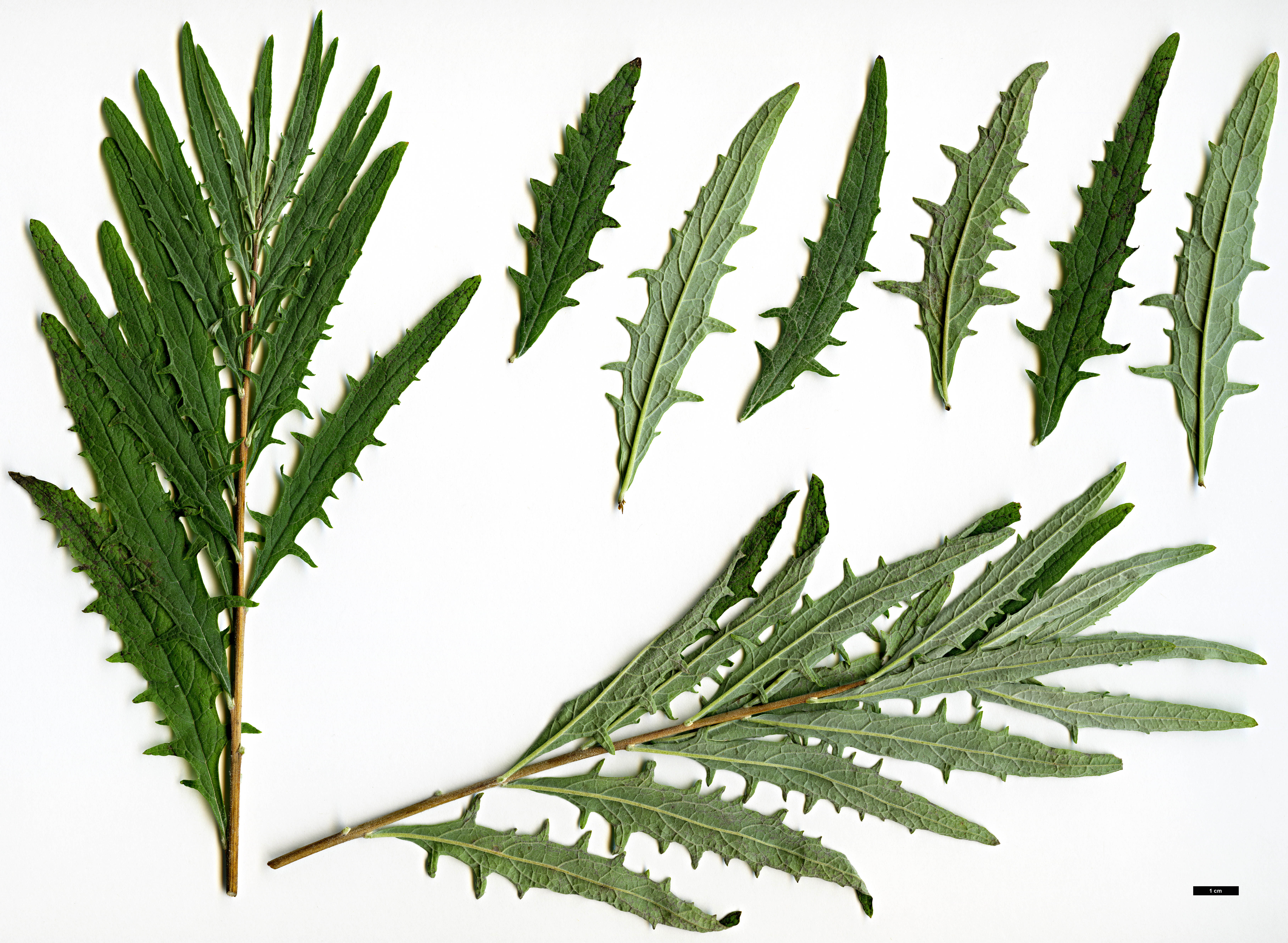 High resolution image: Family: Scrophulariaceae - Genus: Buddleja - Taxon: ×wardii (B.alternifolia × B.crispa)